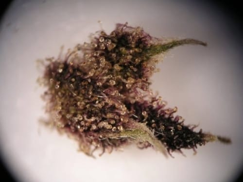 Pakistan Chitra Kush from Ace Seed bank