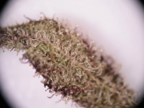 showing The End of September – Relaxing – Indica – image 17 – Seed City