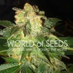 Image 1 of Pakistan Ryder cannabis by World of Seeds – Narcotic – Indica-heavy – Super Strength – Seed City