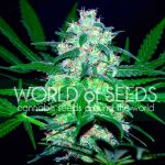 Pakistan Valley cannabis seeds – Indica – Super Strength – Indoor – image 1 from Seed City