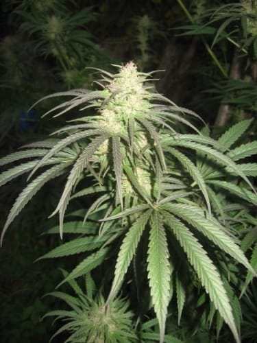 Pamir Gold by Dutch Passion Seeds – Mostly Indica – High Yielding – Good for outdoor grow – image 2 – Seed City