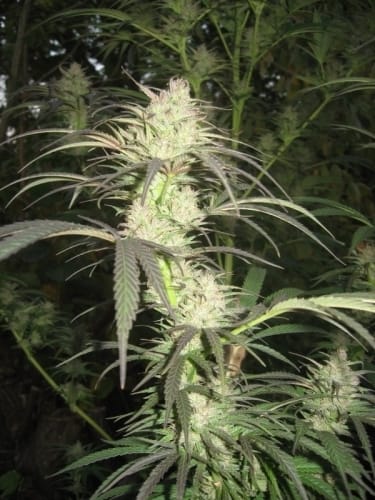 Image 3 of Pamir Gold cannabis by Dutch Passion Seeds – Citrus – High Yielding – Beginning of October – Seed City
