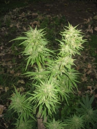 Pamir Gold by Dutch Passion Seeds – 12/12 Photoperiod – High Yielding – Mostly Indica – image 4 – Seed City