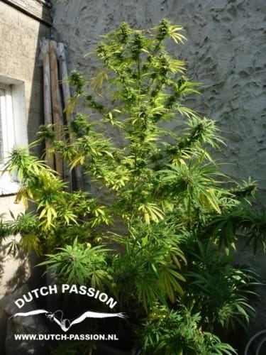 Pamir Gold from Dutch Passion Seeds