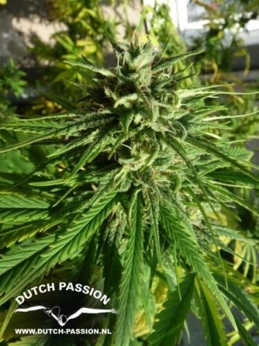 showing Mostly Indica – Resistant to Mould – High Yielding – image 5 – Seed City