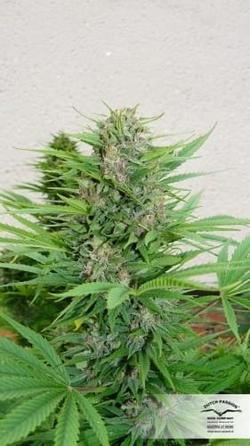 Pamir Gold cannabis seeds – Resistant to Mould – High Yielding – Beginning of October – image 6 from Seed City