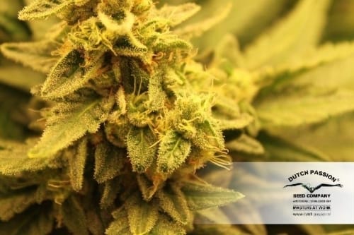 Pamir Gold by Dutch Passion Seeds – Mostly Indica – High Yielding – Good for outdoor grow – image 7 – Seed City