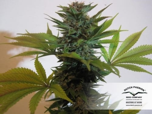 Pamir Gold cannabis seeds – Resistant to Mould – Beginning of October – Citrus – image 8 from Seed City