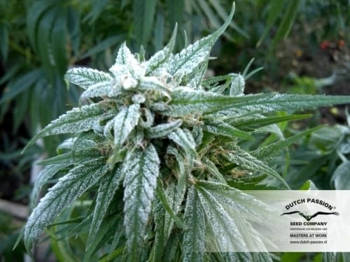 Guaranteed female plants – High Yielding – Citrus – Pamir Gold strain – image 9 – from Dutch Passion Seeds via Seed City