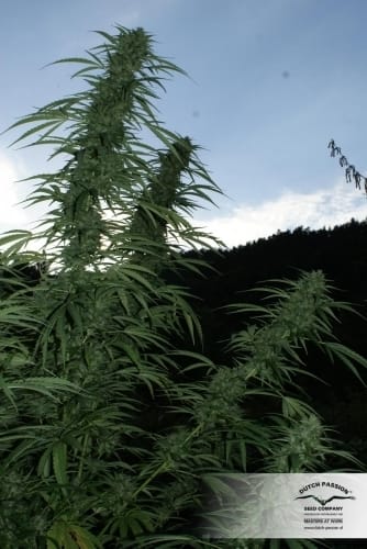 Pamir Gold from Dutch Passion Seeds