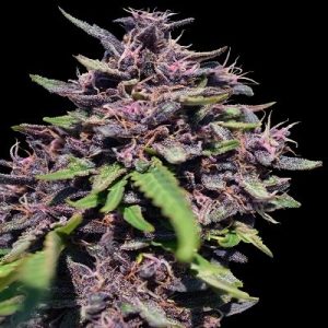 Panama x PCK by Ace Seed bank – Relaxing – Outdoor cultivation – Resistant to High Temperature – image 1 – Seed City