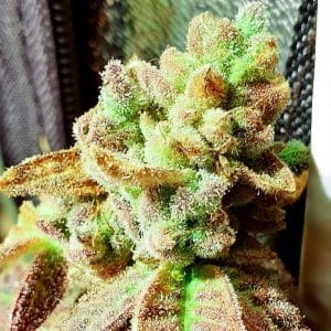 Pancakes N Ice-Cream