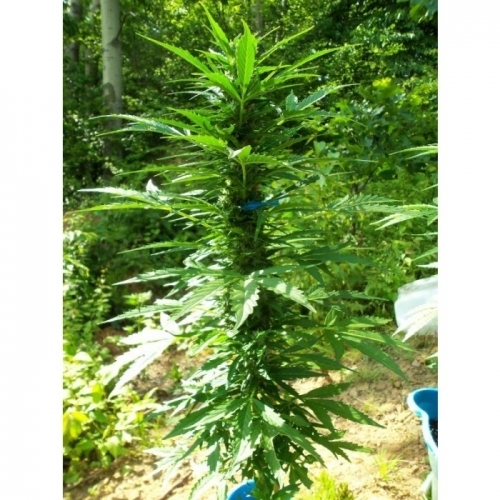 Pandora from Paradise Seeds