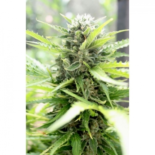 Image 3 of Pandora cannabis by Paradise Seeds – Female seeds – Auto-Flowering – Indica Dominant – Seed City