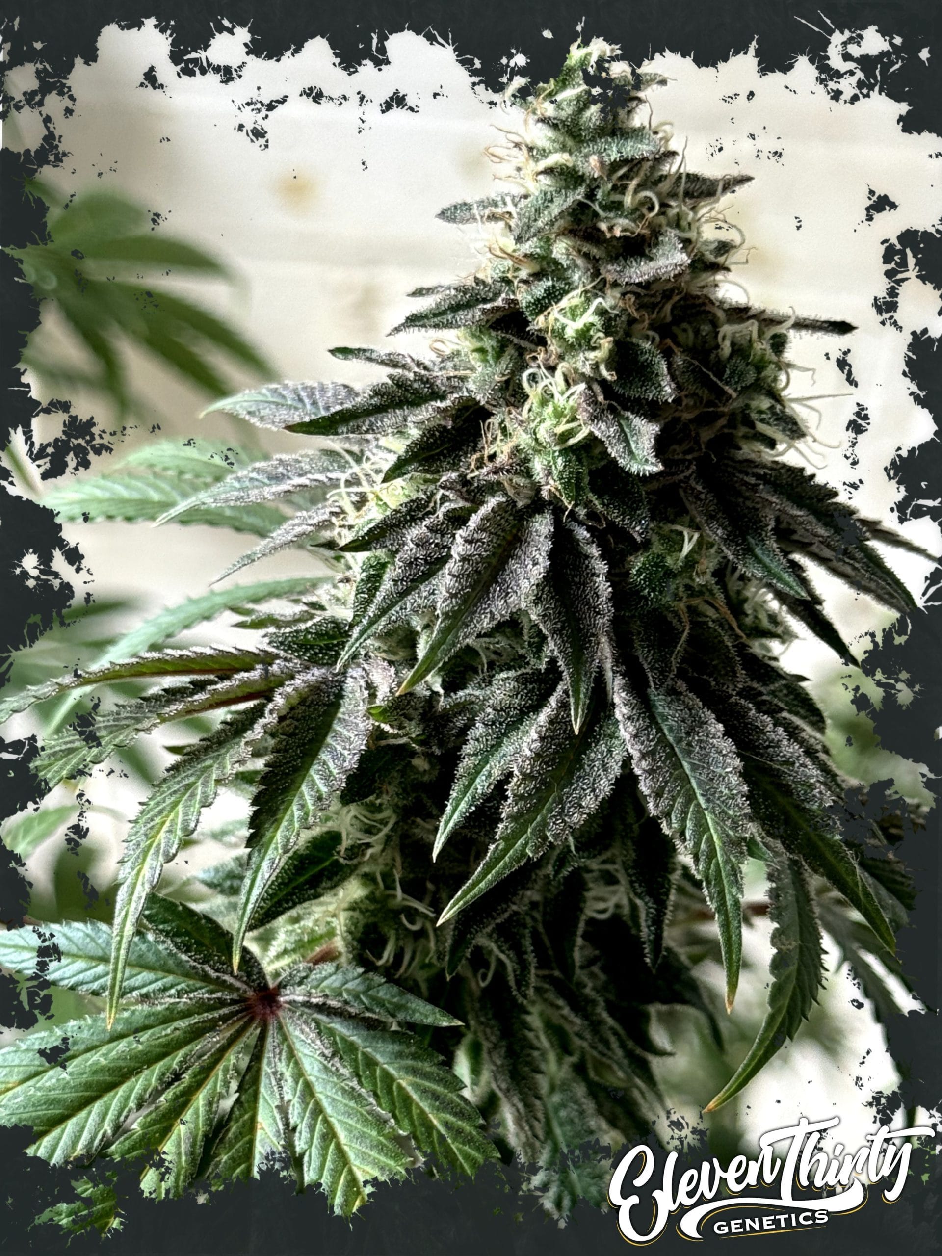Papaya Krush by ElevenThirty Genetics – 12/12 Photoperiod – High Yielding – Feminized – image 1 – Seed City