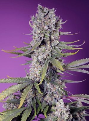Image 1 of Papaya Zoap F1 Fast Version cannabis by Sweet Seeds – 12/12 Photoperiod – Creative – Outdoor – Seed City