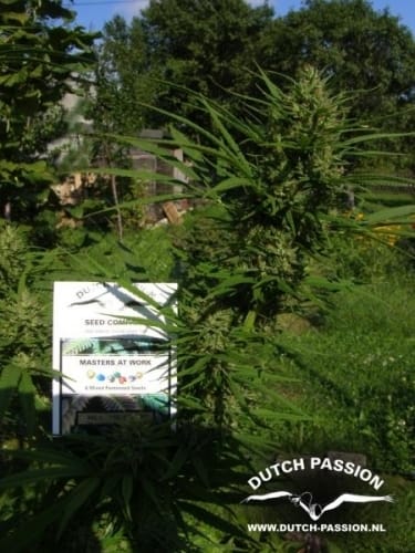 showing Citrus – Beginning of October – 12/12 Photoperiod – image 1 – Seed City