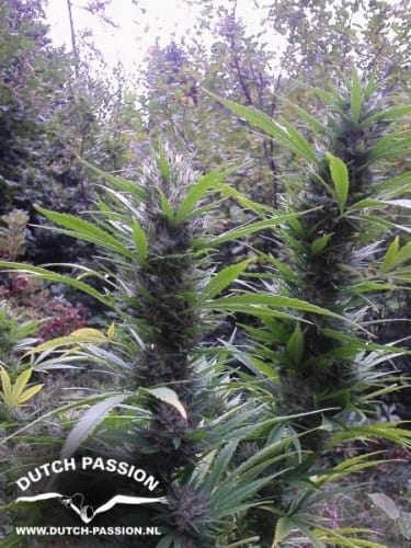 Passion #1 cannabis seeds – Indica – 12/12 Photoperiod – Beginning of October – image 2 from Seed City