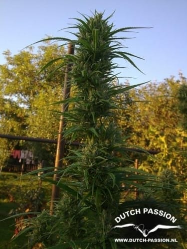 Citrus – Indica – Outdoor cultivation – Passion #1 strain – image 3 – from Dutch Passion Seeds via Seed City