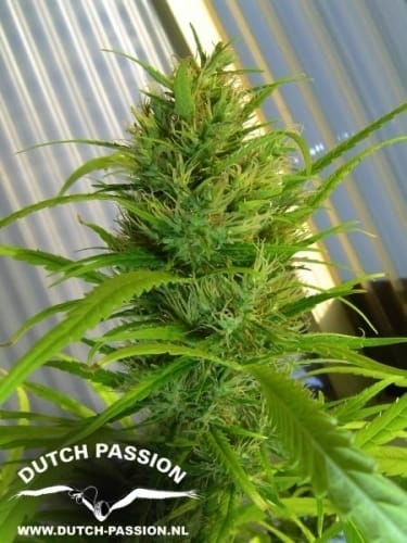 Passion #1 from Dutch Passion Seeds
