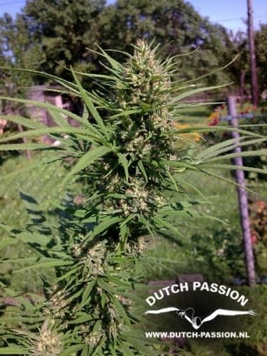 showing 12/12 Photoperiod – Indica – Citrus – image 4 – Seed City