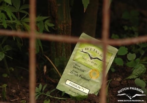 Image 5 of Passion #1 cannabis by Dutch Passion Seeds – Beginning of October – Citrus – 12/12 Photoperiod – Seed City