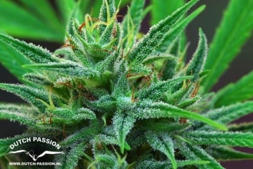 Passion #1 from Dutch Passion Seeds
