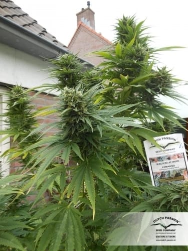 Passion #1 cannabis seeds – Citrus – Beginning of October – Outdoor cultivation – image 7 from Seed City