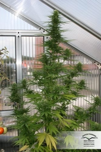 Image 8 of Passion #1 cannabis by Dutch Passion Seeds – 12/12 Photoperiod – Indica – Beginning of October – Seed City
