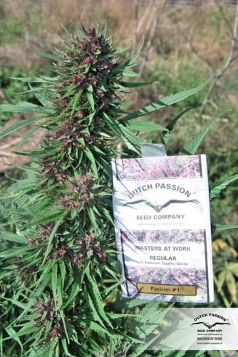 Passion #1 by Dutch Passion Seeds – Beginning of October – Feminized – 12/12 Photoperiod – image 9 – Seed City