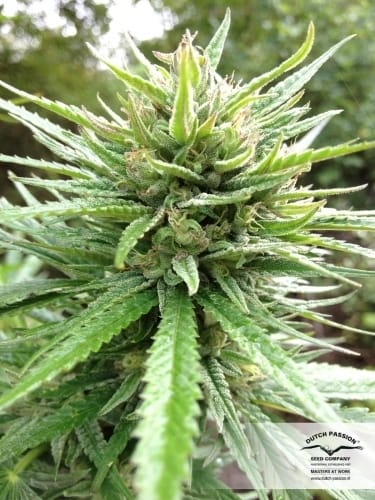 Passion #1 cannabis seeds – 12/12 Photoperiod – Beginning of October – Citrus – image 10 from Seed City