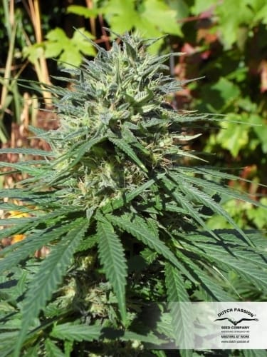 Passion #1 by Dutch Passion Seeds – Beginning of October – Outdoor cultivation – Indica – image 11 – Seed City