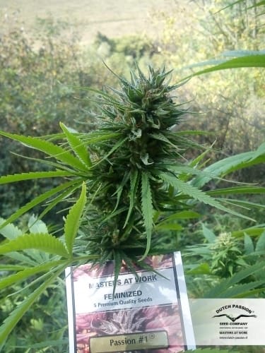 showing Outdoor cultivation – Beginning of October – Citrus – image 12 – Seed City