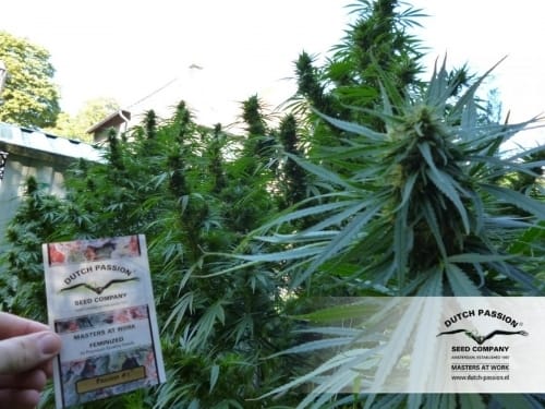 Image 13 of Passion #1 cannabis by Dutch Passion Seeds – Indica – Outdoor cultivation – Citrus – Seed City