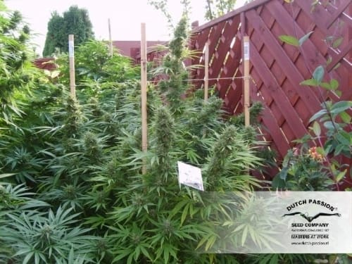 Passion #1 from Dutch Passion Seeds