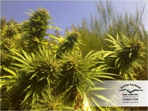 showing Beginning of October – Indica – Citrus – image 14 – Seed City