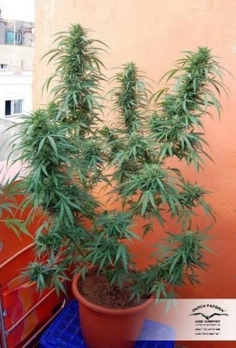 Passion #1 cannabis seeds – Citrus – Outdoor cultivation – 12/12 Photoperiod – image 17 from Seed City