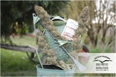 Passion #1 cannabis seeds – Outdoor cultivation – Indica – Citrus – image 18 from Seed City