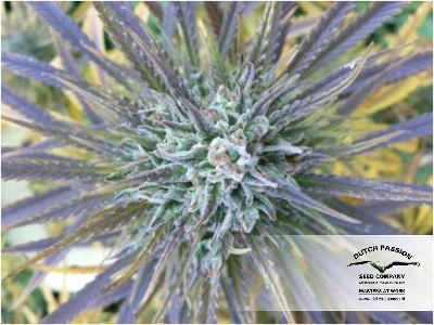 Beginning of October – Feminized – Citrus – Passion #1 strain – image 19 – from Dutch Passion Seeds via Seed City