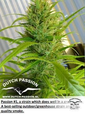Passion #1 by Dutch Passion Seeds – Indica – Feminized – 12/12 Photoperiod – image 20 – Seed City