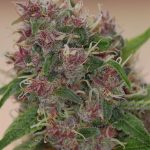 Image 1 of Peace Train cannabis by Subcools The Dank – 12/12 Photoperiod – Lemon – Regular – Seed City