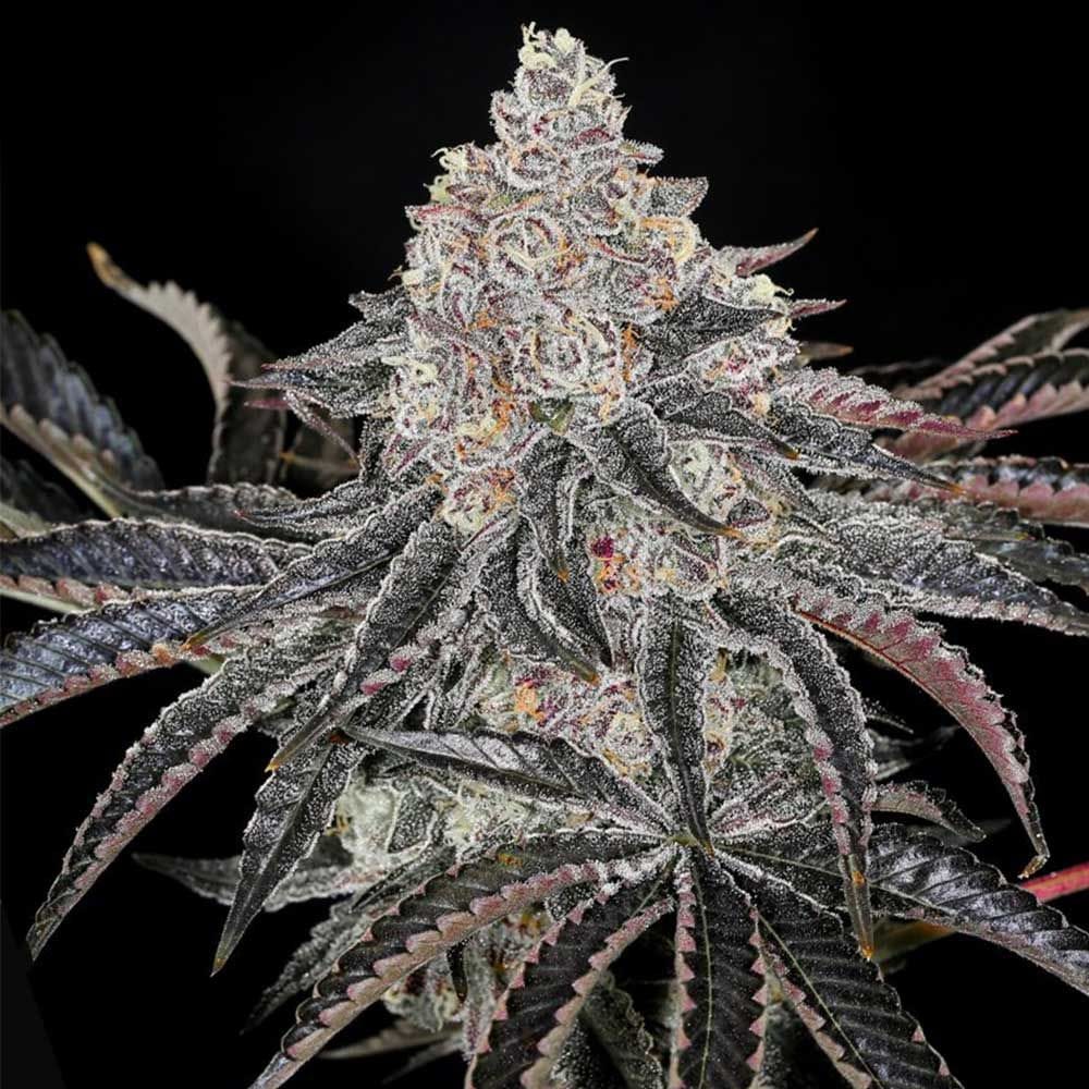 Permafunk from Compound Genetics