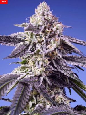 Permanent Jealousy Auto