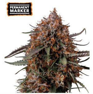 Permanent Marker by Seed Stockers – Indica Dominant – Large yield – Sweet – image 1 – Seed City