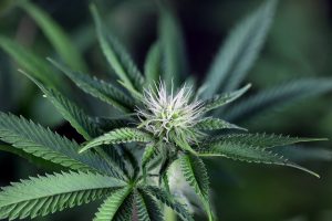 Peyote Wi-Fi CBD 2:1