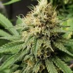 Pineapple Crack by Top Shelf Elite Seeds – Sweet – Guaranteed female plants – Sativa-leaning – image 1 – Seed City