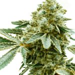 Pineapple Haze from Seed City Seeds