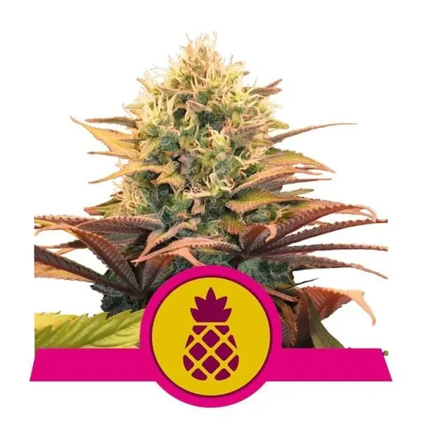 Pineapple Kush semínka konopí – Pineapple – Pěstování venku – Úleva od migrény – obrázek 1 z Seed City