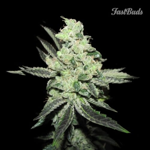 showing Auto-Flowering – Sweet – Suited for indoor growing – image 2 – Seed City