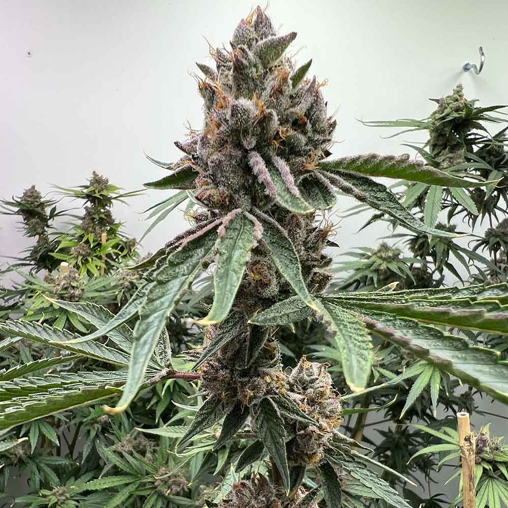Pink Animal Crackers S1 cannabis seeds – Feminized – Indoor-friendly – Gassy – image 1 from Seed City